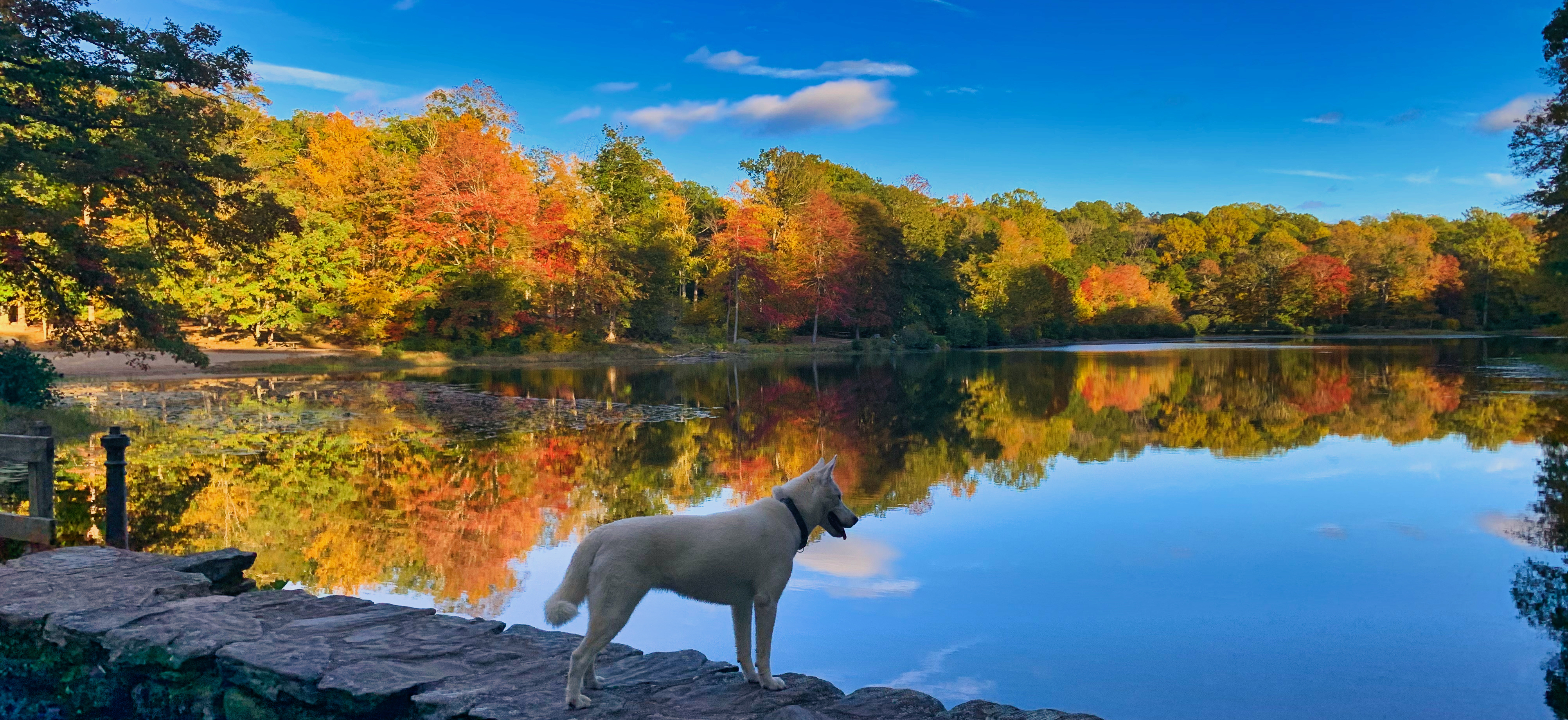 Zoey my Siberian Husky at Day Pond State Park in Colchester, CT.