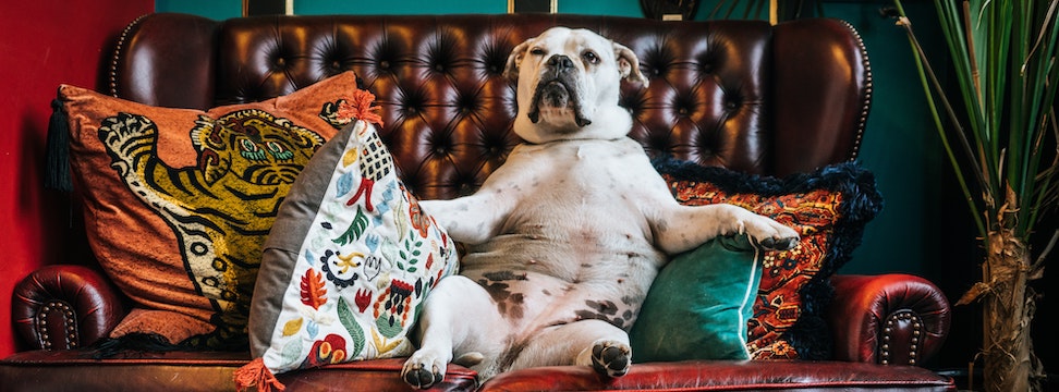 A photo of a funny pug sitting on a leather couch.