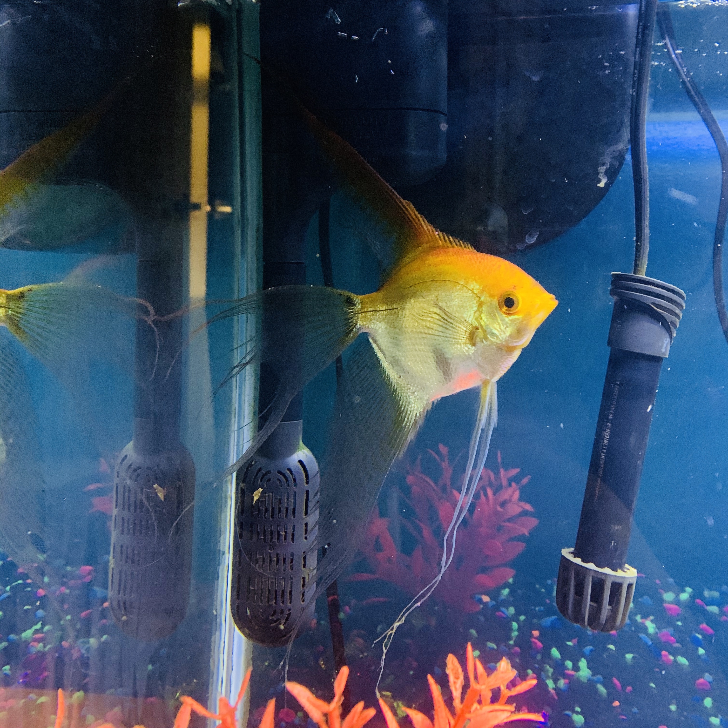 A picture of Thomas Grylka's Angelfish in its tank.