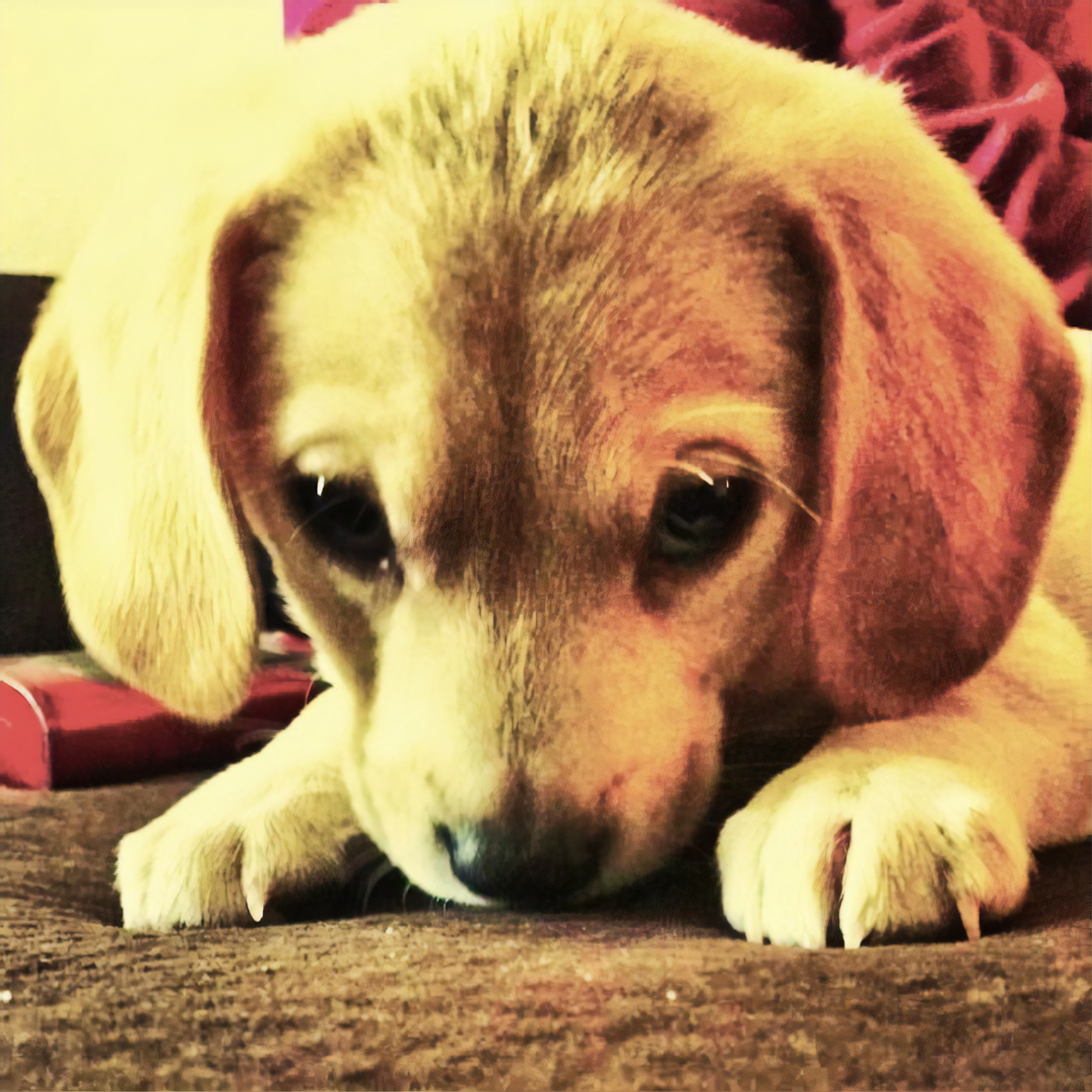 A headshot of Thomas Grylka's Dachsund Lab dog, Baxter.