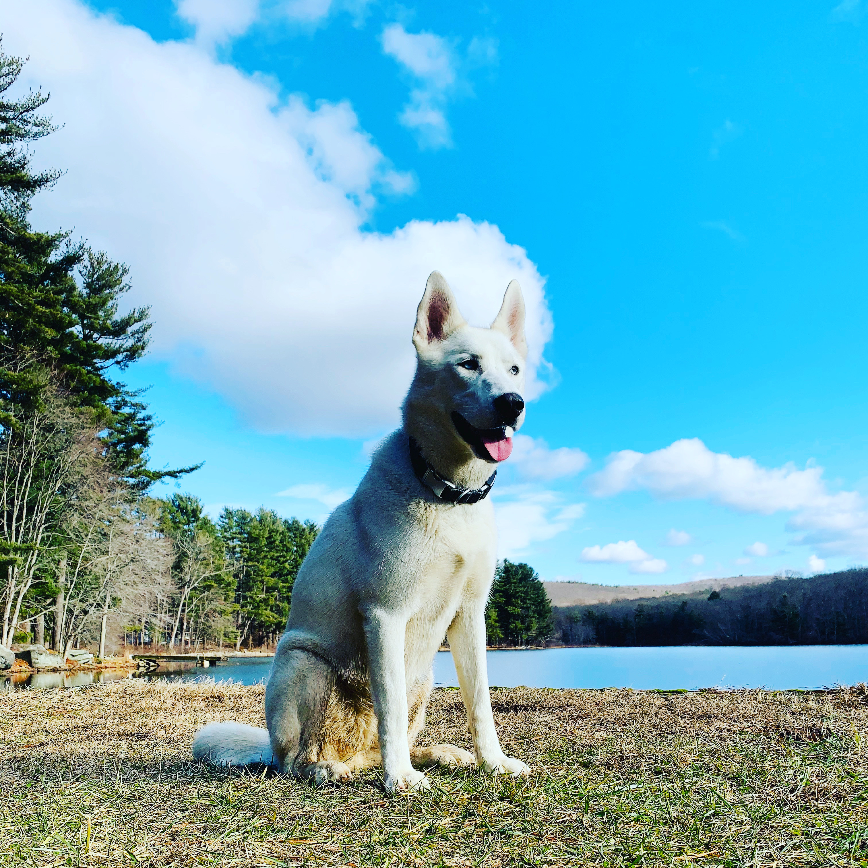 A headshot of Thomas Grylka's Siberian Husky dog, Zoey.